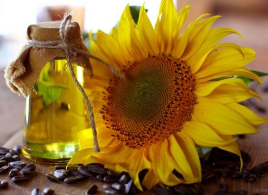 What do you need to know in advance before processing sunflower oil?