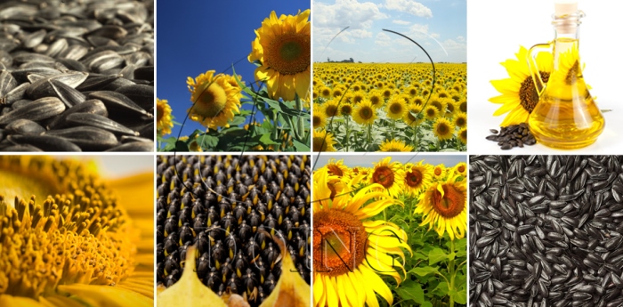 The photo of raw materials from sunflower oil processing plant.jpg
