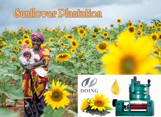 Sunflower oil production business in Tanzania is blooming