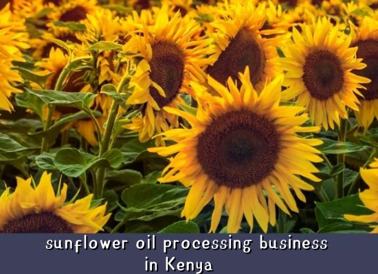 Is it profitable to start a sunflower oil processing business in Kenya?