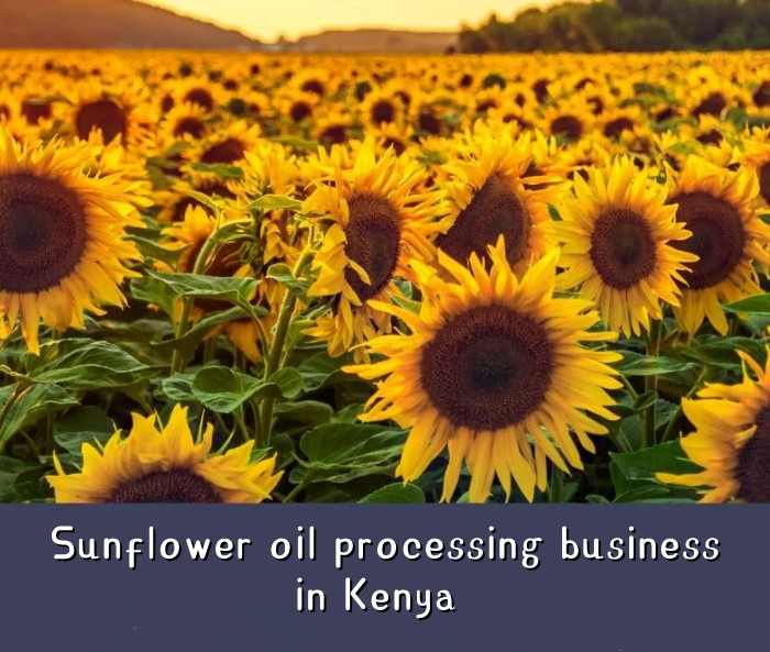 Sunflower oil processing business in Kenya