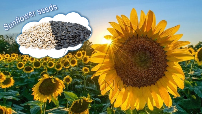 Sunflower seeds photo