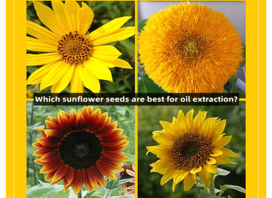 What kind of sunflower seeds to choose for oil extraction?