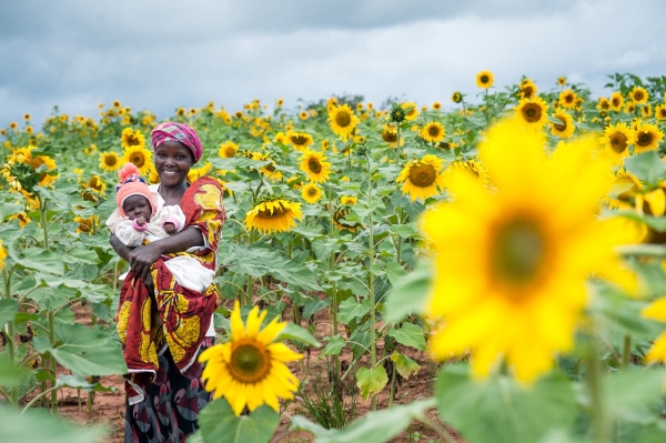 sunflower seeds production in tanzania